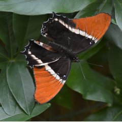 Motylarnia w Czaplach Wielkich