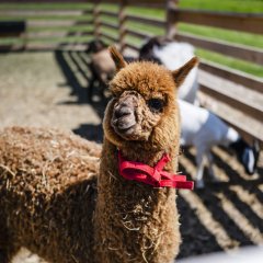 Dosłońce Farm – Luxury Farm-to-Table Experience