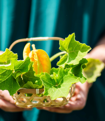Festiwal Wellness & Farm 15 sierpnia 2026 Wstęp Bezpłatny