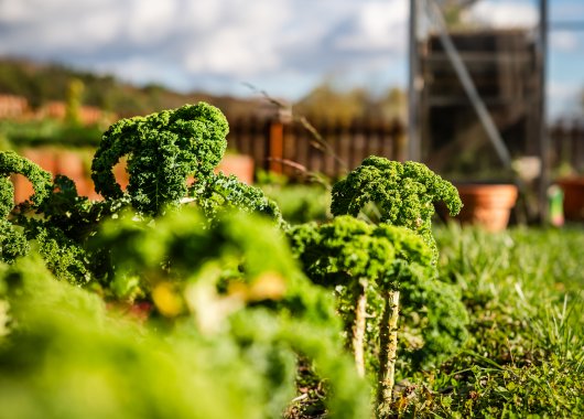 Restauracja Harmonia Smaków