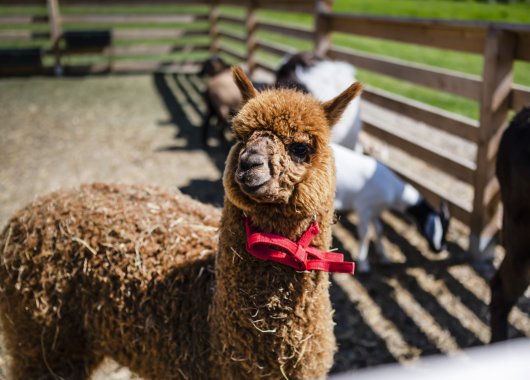 Harmony of Flavors Restaurant