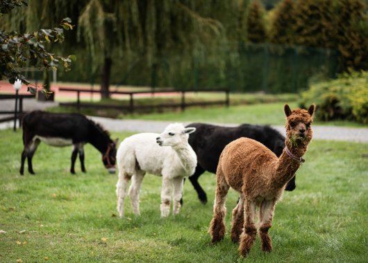 Daily Program at Dosłońce Resort