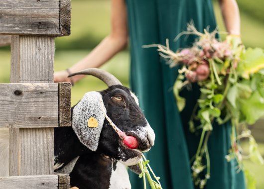 Program Pobytu w Dosłońce Resort