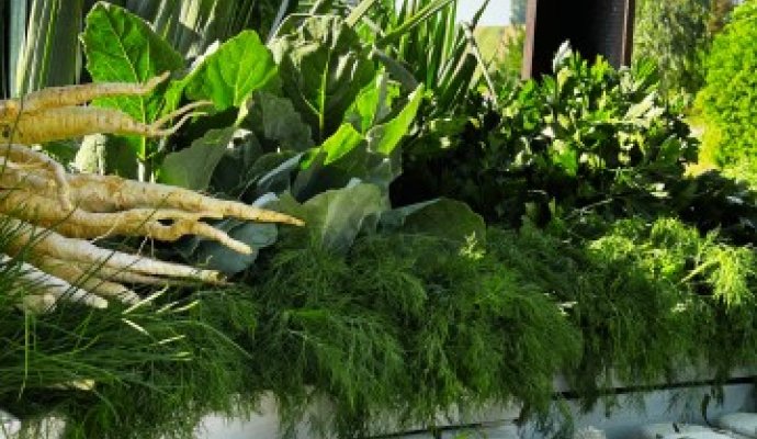 II Wellness & Farm Festiwal &ndash; bezpłatne wydarzenie w Dosłońce Resort Wellness & Farm już 15 sierpnia 2026