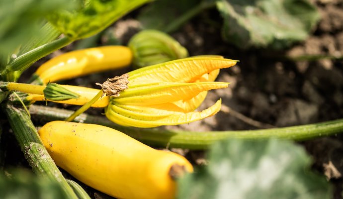 Farm-to-table - dlaczego ta filozofia zmienia sposób, w jaki jemy?