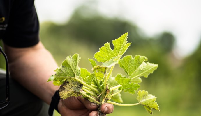 Farm-to-table - dlaczego ta filozofia zmienia sposób, w jaki jemy?