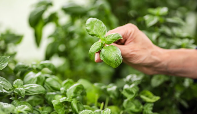 Farm-to-table - dlaczego ta filozofia zmienia sposób, w jaki jemy?