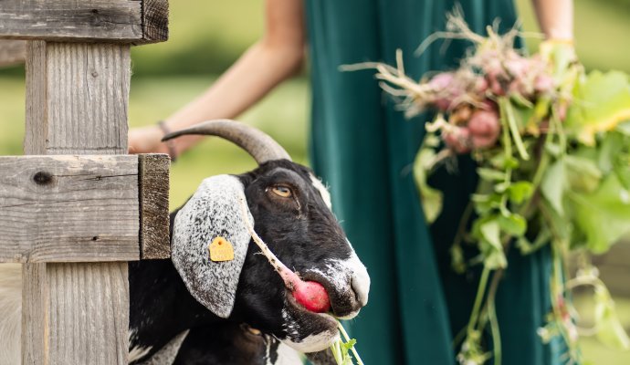 Rozbudowany program animacyjny