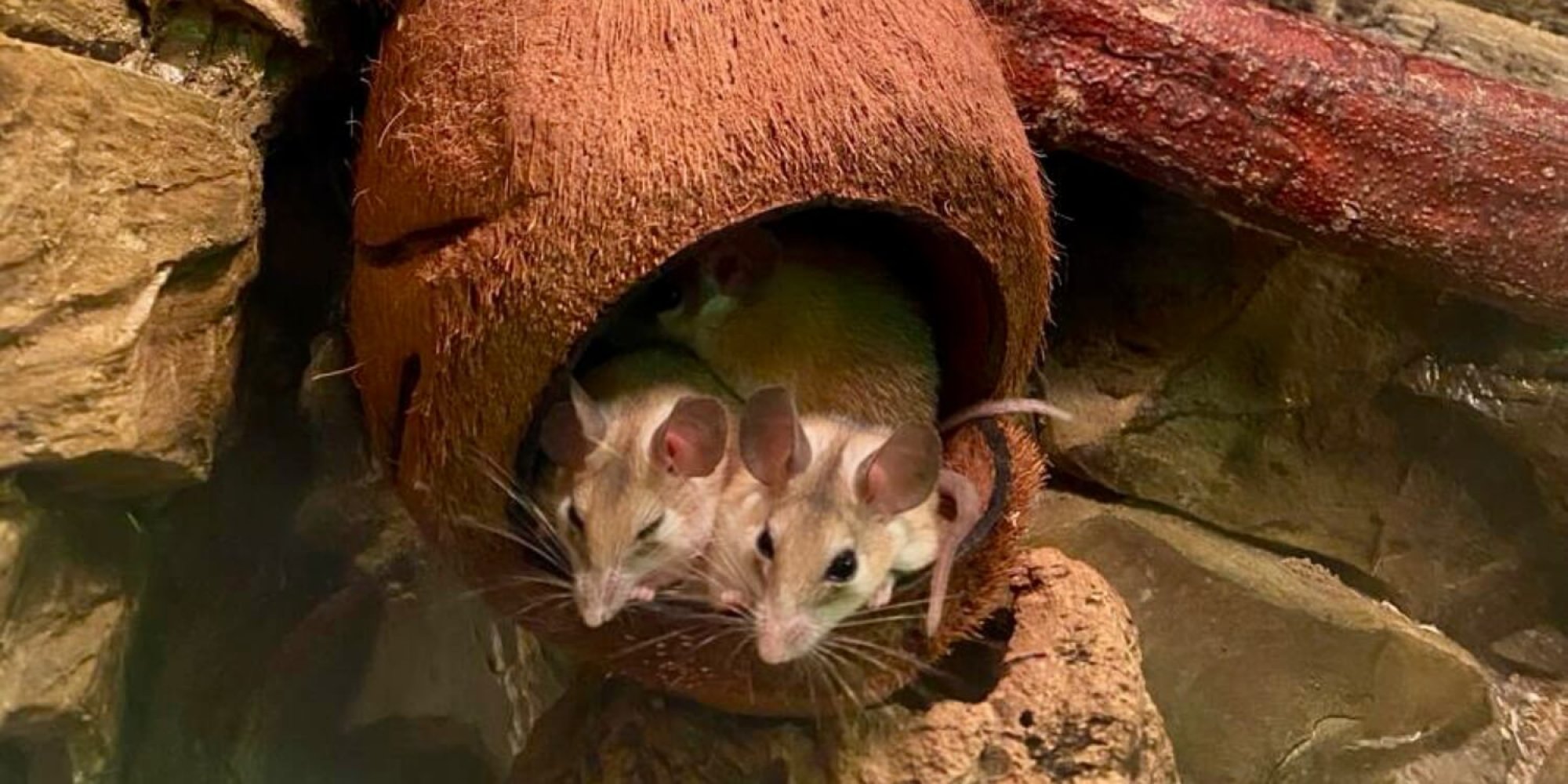 Miasto Myszy w Kołobrzegu