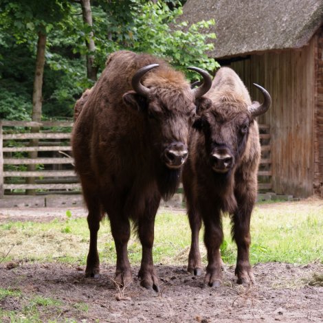 Schauen Sie genauer hin