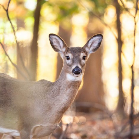 Sie erreichen es zu Fuß