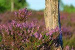Die malerische Zeit der Heideblüte