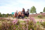 Kutschfahrten durch die Lüneburger Heide