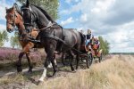 Kutschfahrten durch die Lüneburger Heide