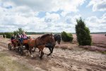 Kutschfahrten durch die Lüneburger Heide