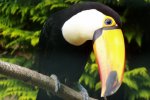 Walsrode World Bird Park