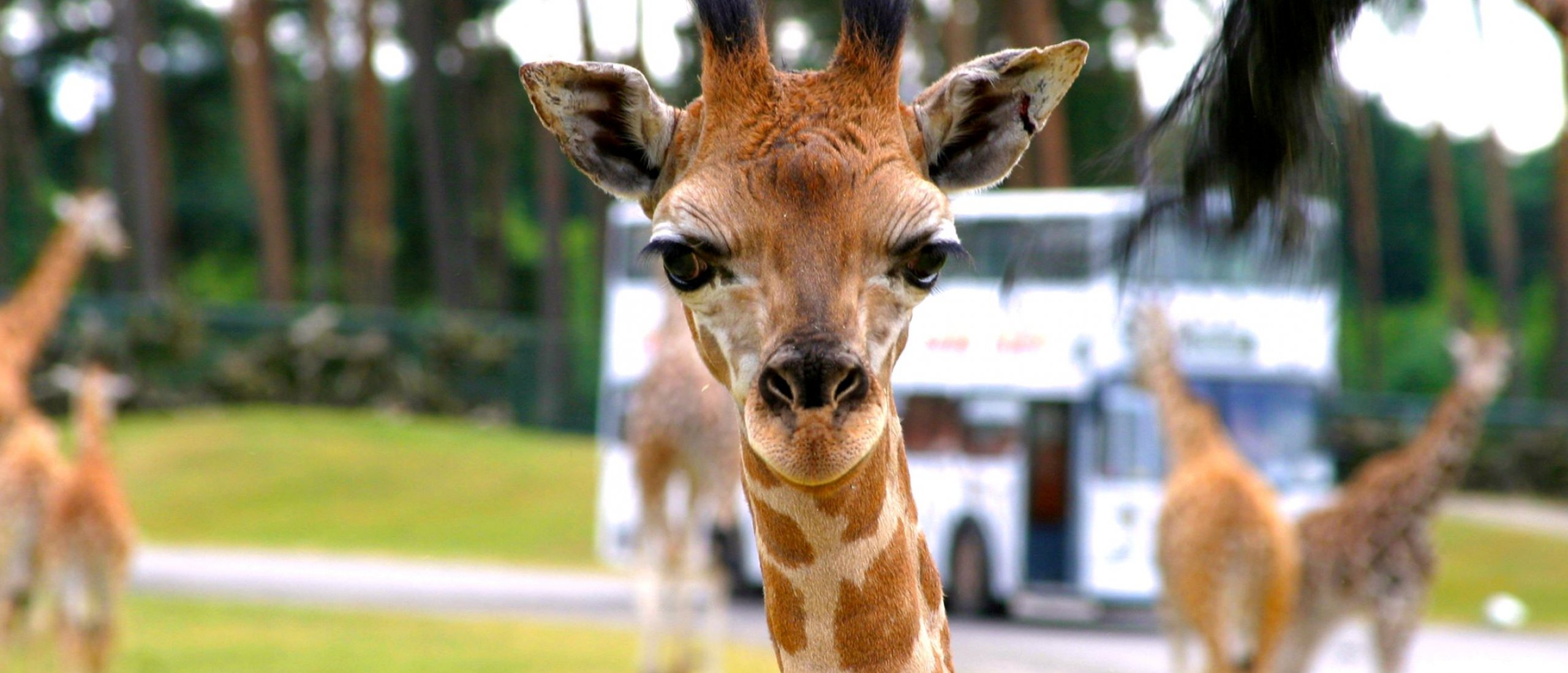 Safari-Park Hodenhagen
