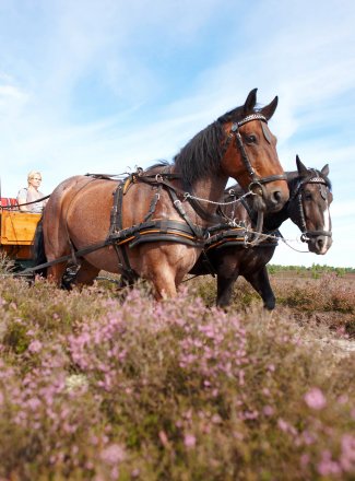 Nature <br>& relaxation