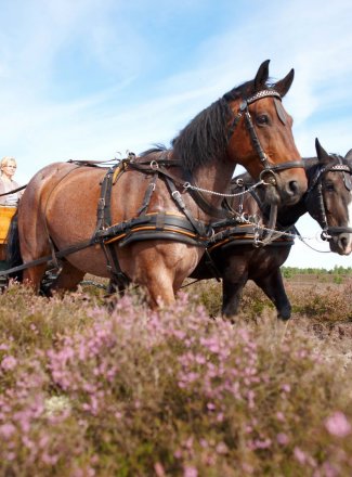 Tagesausflüge<br> für Gruppen