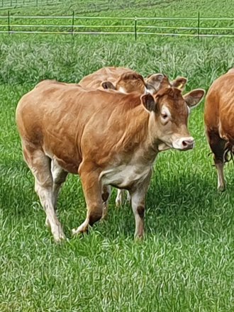 Wohl das Beste und zarteste Fleisch - einfach ein GENUSSRIND.