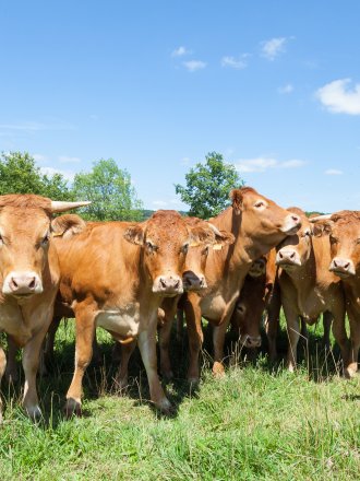 Wohl das Beste und zarteste Fleisch - einfach ein GENUSSRIND.