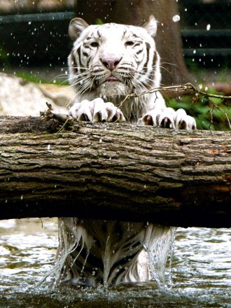 White tiger in the Hodenhagen Safari Park