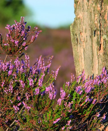 Die malerische Zeit der Heideblüte