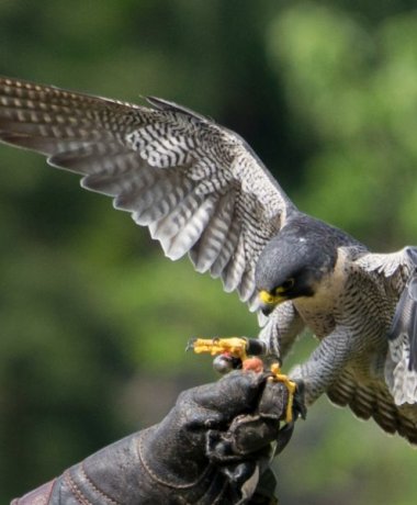 Walsrode World Bird Park
