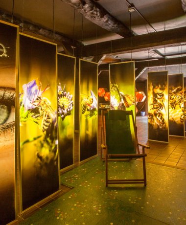 Bienenwelten in Bispingen-Niederhaverbeck