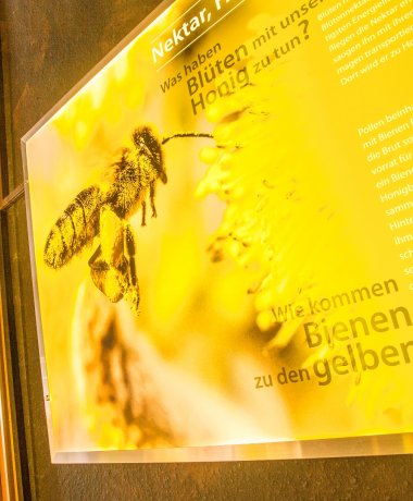 Bienenwelten in Bispingen-Niederhaverbeck