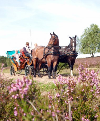 Kutschfahrten durch die Lüneburger Heide