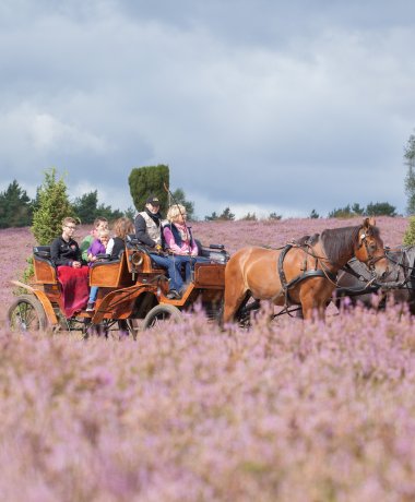 Kutschfahrten durch die Lüneburger Heide