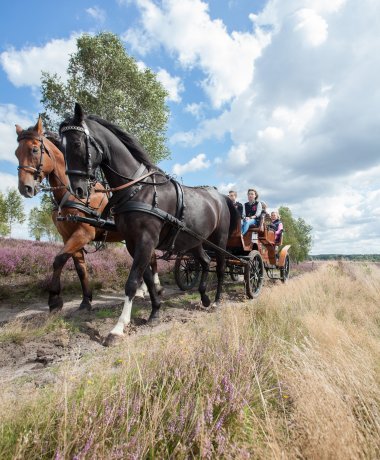 Kutschfahrten durch die Lüneburger Heide