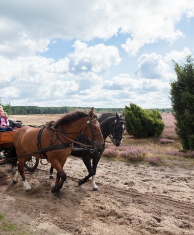 Kutschfahrten durch die Lüneburger Heide