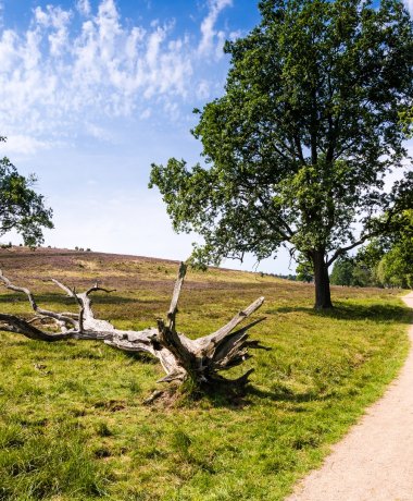 The Heidschnuckenweg pin as a reward