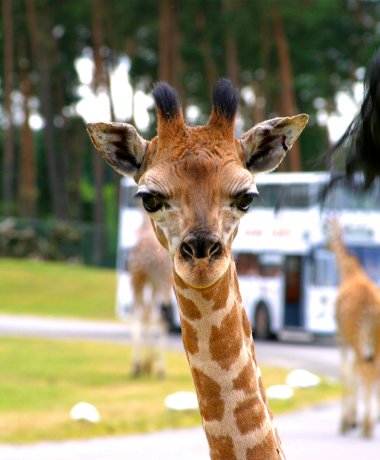 Serengeti-Park Hodenhagen