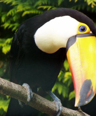 Walsrode World Bird Park