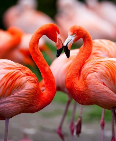 Walsrode World Bird Park