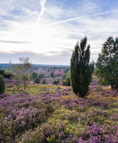 Romantisches Naturschutzgebiet Lüneburger Heide
