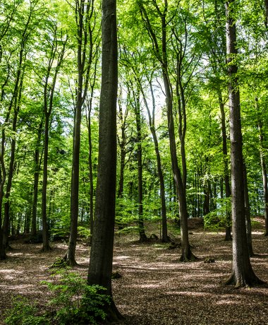 Barefoot Park Egestorf