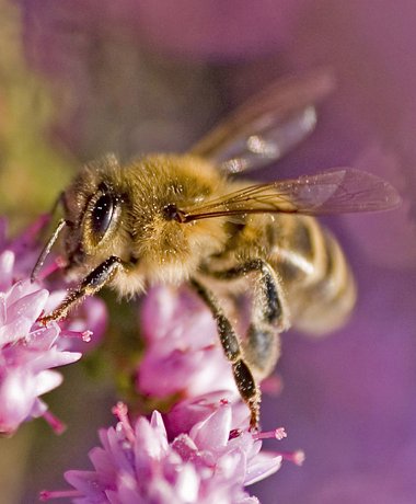 Bienenwelten in Bispingen-Niederhaverbeck