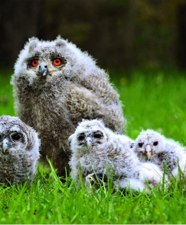 Greifvogel-Gehege Bispingen