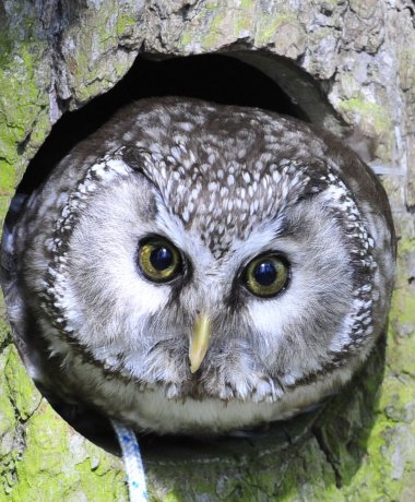 Greifvogel-Gehege Bispingen