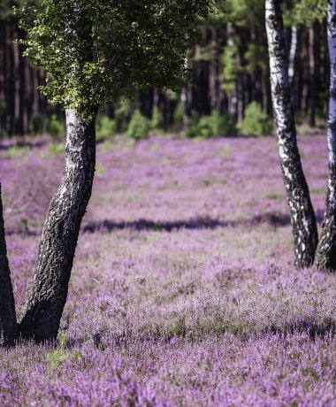 Die malerische Zeit der Heideblüte