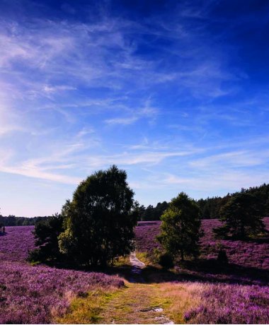 Die malerische Zeit der Heideblüte