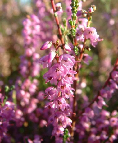 Die malerische Zeit der Heideblüte