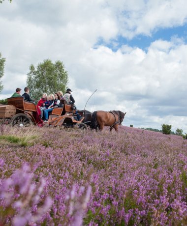 Kutschfahrten durch die Lüneburger Heide