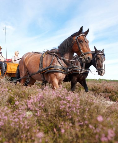 Kutschfahrten durch die Lüneburger Heide