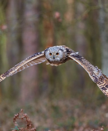 Greifvogel-Gehege Bispingen