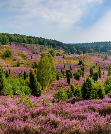 Welcome to the Heidehotel Bockelmann